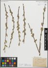 Foto von Salix cinerea L. x Salix purpurea L.